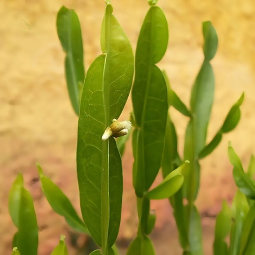 Chá Carqueja Doce Natural 100g Rocha Saúde Livre De Agrotóxicos
