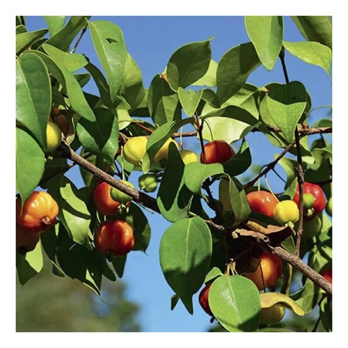 Chá Pitanga 100g Rocha Saúde Folhas Naturais Antioxidantes